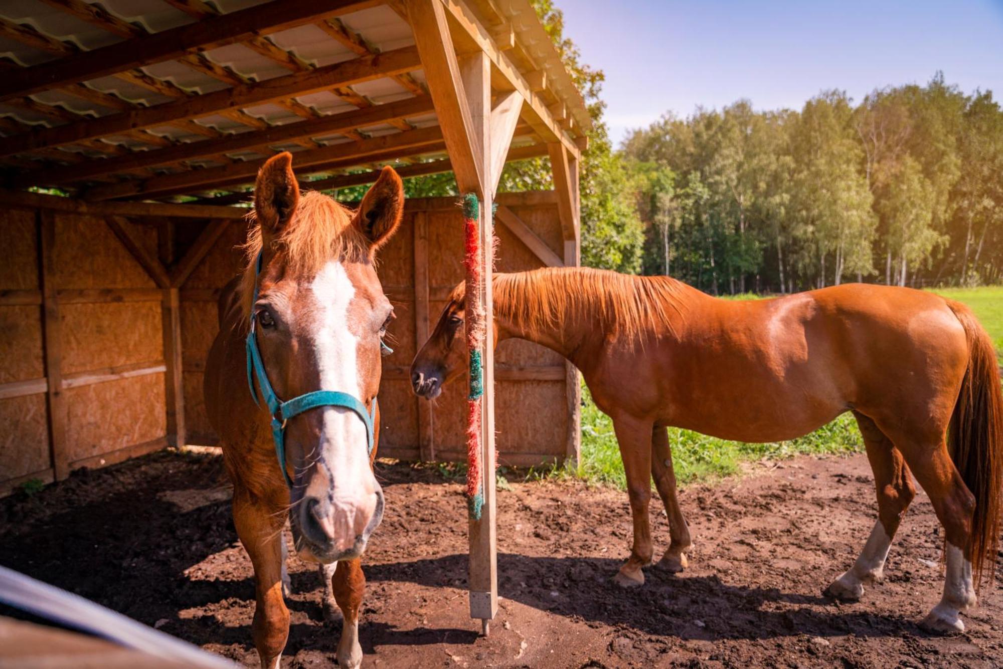 Pension U Jezu Klášterec nad Ohří Esterno foto